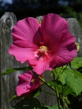 Terri's Pink Rose Mallow, Red Confederate Rose, Everblooming Confederate Rose, Hibiscus x 'Terri's Pink', Hibiscus mutabilis 'Rubra'